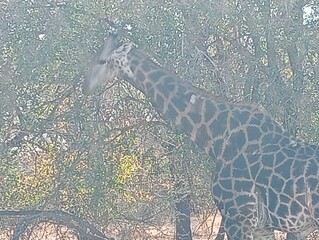 giraffe in the kruger game reserve