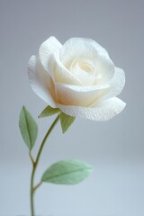 A delicate white rose showcasing beauty and elegance in a minimalist design.