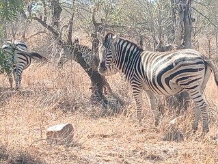 zebra in the wild