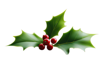 A stylized holly leaf design with deep green clolors on trasparent background PNG