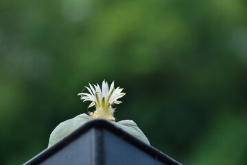 Little cactus on small pot, plant for decoration. Beautiful blooming cactus, selective focus...