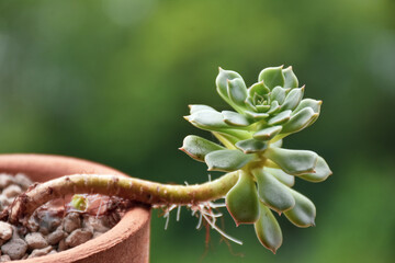 Little cactus on small pot, plant for decoration. Beautiful blooming cactus, selective focus...