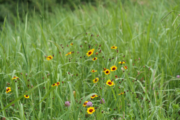 草地でキク科の花が咲いている