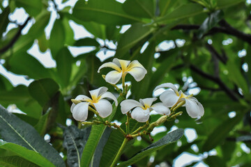 Frangipani flower (Plumeria alba) with green leaves on blurred background. White flowers with...