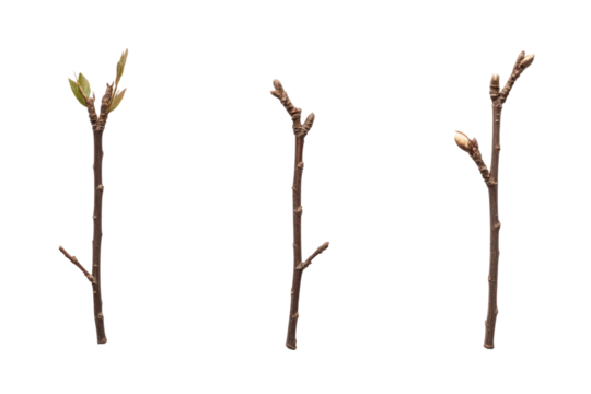 Budding Branches: A trio of delicate tree branches showcases nature's awakening. Each twig displays subtle variations. Revealing the essence of early spring's tender growth.