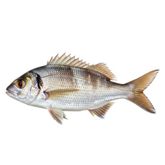 Fototapeta premium Detailed studio shot of a whole fresh fish, showcasing its silver scales and prominent fins. Perfect for food, nature, or fishing industry visuals.