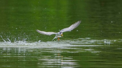 小魚を咥えたコアジサシの豪快な離水シーン