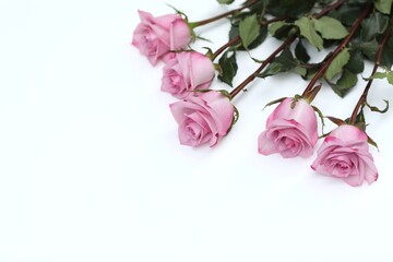 Roses on a white background, flowers, free space, day, rose