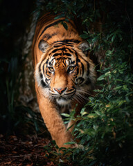Obraz premium Camouflaged Tiger in the Jungle