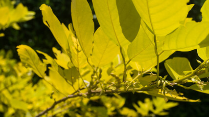 A photograph of Korean Legume Golden Tree leaves. Taken from Las Pinas, NCR, Philippines.