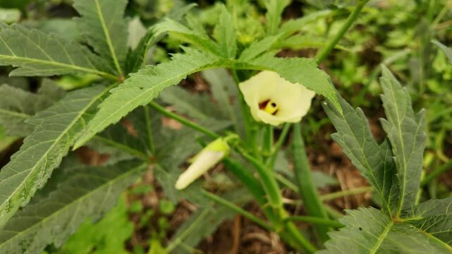 Okra plant (Abelmoschus esculentus) in a garden, showing a light yellow blossom and a young bud growing beside it. Captured in natural surroundings, highlighting organic farming and plant development 