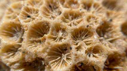 Yellow-brown coral structure with flower shapes, shot in macro. Wet corals are thrown up close. © Lisi4ka