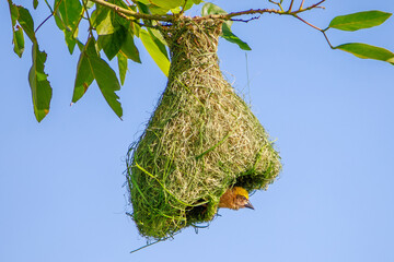 Baya Weaver clings to the entrance of its intricately woven nest