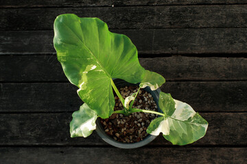 green beans on the ground