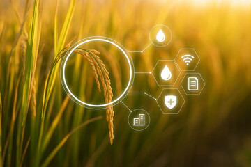 AI generated closeup of golden rice field with floating holographic UI icons representing smart farming technology environmental monitoring moisture data control and agricultural sustainability