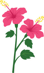 Pink Hibiscus Flower Vector, Tropical Blossom Illustration on White Background.
