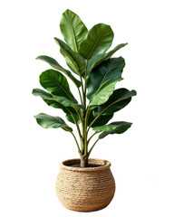 Lush Green Plant in Woven Basket on Transparent Background