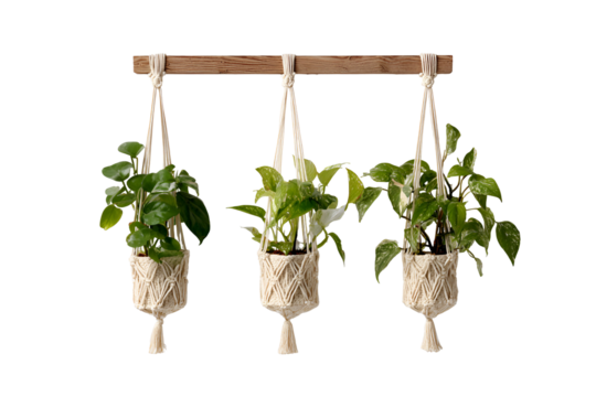 Three green plants in macrame hangers on a wooden rod isolated on transparent background