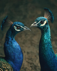Obraz premium Two Peacocks Interacting Soft Lighting Clean Backg