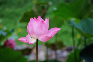 A close-up photograph of a pink sacred lotus flower (Nelumbo nucifera), blooming gracefully among green lotus leaves in a natural pond.