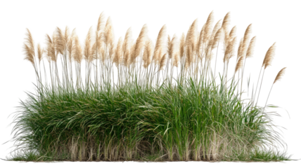 Tall grass reeds natural wetland plants isolated on white background