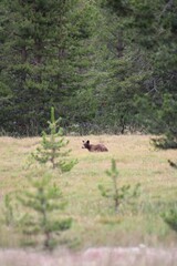 Baby black bear cub
