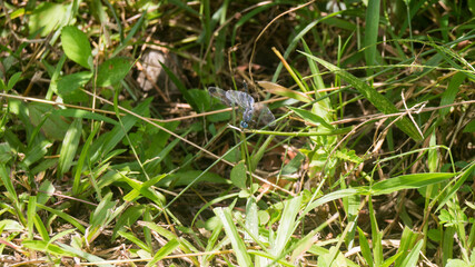 A photograph of a Chalky percher dragonfly. Taken from Las Pinas, NCR, Philippines.