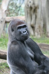 Gorilla
