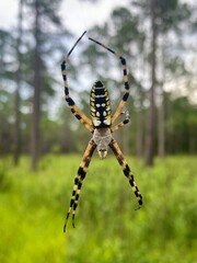 spider on web