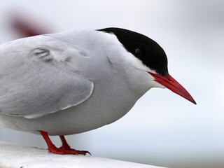 K&uuml;stenseeschwalbe - Arctic tern