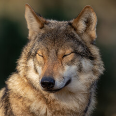 Fototapeta premium Wolf with Eyes Closed Soft Light
