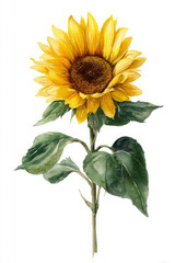 Fototapeta premium Sunflower illustration shines with natural beauty, captivating floral portrait
