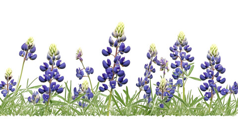 Texas Bluebonnet with Base Leaves on Transparent Background