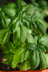 Lush green basil plant thrives in a terracotta pot, showcasing vibrant, healthy leaves ready for...