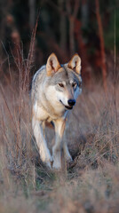 Obraz premium Wolf Walking Through Tall Grass