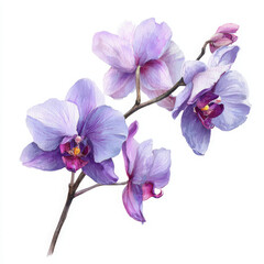 Boho orchid illustration exudes calmness and serene beauty with soft pastel hues