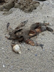 Sealion skull.