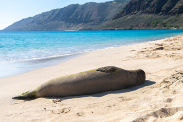 Fototapeta premium A Hawaiian monk seal rests on the sandy shores of Makua Beach, Oʻahu — one of the world’s rarest marine mammals, seen basking under the tropical sun.