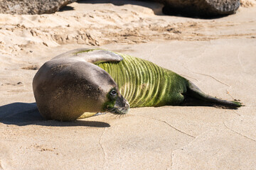 A Hawaiian monk seal rests on the sandy shores of Makua Beach, Oʻahu — one of the world’s...