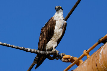 Very close view of an  Osprey (sea hawk)  perched, seen in the wild in California.