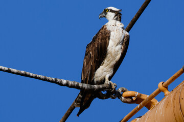 Very close view of an  Osprey (sea hawk)  perched, seen in the wild in California.