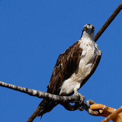 Very close view of an  Osprey (sea hawk)  perched, seen in the wild in California.