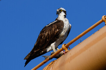 Very close view of an  Osprey (sea hawk) with the fish he caught, seen in the wild in California.