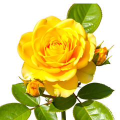 Vibrant yellow rose with buds and green leaves isolated on transparent background