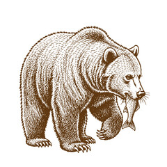 Brown bear illustration using black engraving technique. Vector illustration