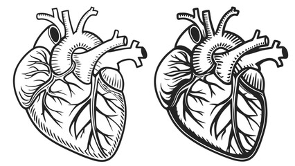 Anatomical heart illustration vector graphic design for medical education and healthcare content creation