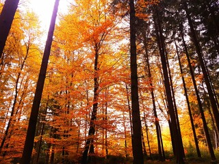 A dense forest filled with tall deciduous trees in golden orange autumn colors, illuminated by warm fall sunlight, creating a vibrant and cozy autumn atmosphere