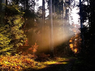Fototapeta premium Warm yellow sunbeams streaming through a dense forest with colorful autumn trees, creating a magical atmosphere along a serene forest path