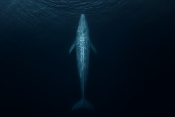 Fototapeta premium Top-Down View of a Blue Whale Swimming in the Deep Ocean