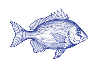 Bream Fish Monochrome Hand Drawn Illustration